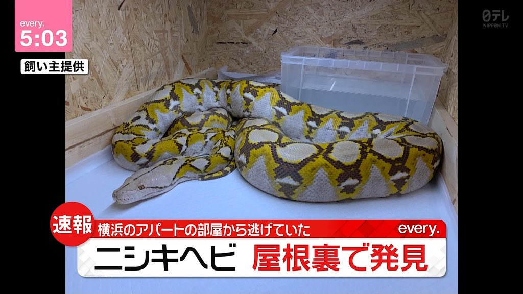 へび アミメニシキヘビの飼い主 ほっとしています 今後は横浜市で管理へ 二の三サイト