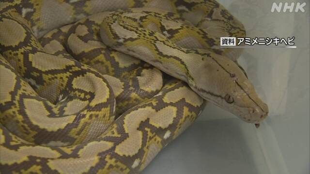 横浜のへび アパートから逃げ出した体長約3 5mの アミメニシキヘビ 見つからず 雨で捜索打ち切り 二の三サイト
