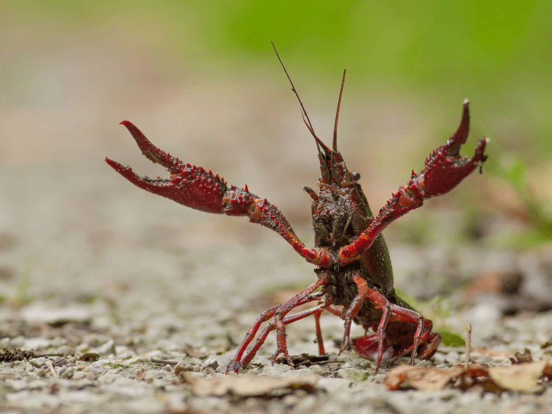 いきもの アメリカザリガニ 特定外来生物に指定へ 放出禁止に 二の三サイト